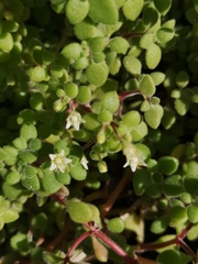 Crassula strigosa