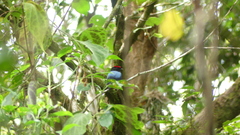 Chiroxiphia lanceolata image