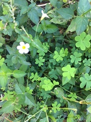 Oxalis caprina