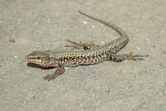 Podarcis muralis