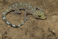 Dumnui's Bent-Toed Gecko photo 2