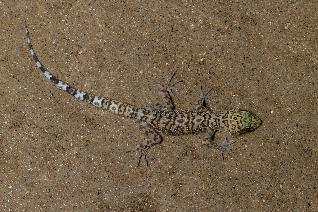 Dumnui's Bent-Toed Gecko