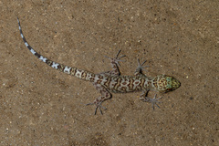 Dumnui's Bent-Toed Gecko photo 1