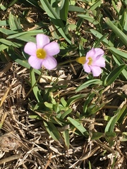 Oxalis caprina