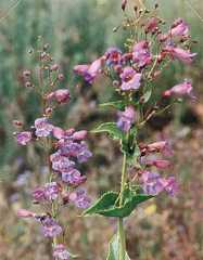 Penstemon spectabilis