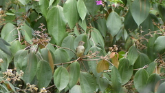 Elaenia chiriquensis image