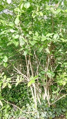 Crataegus germanica