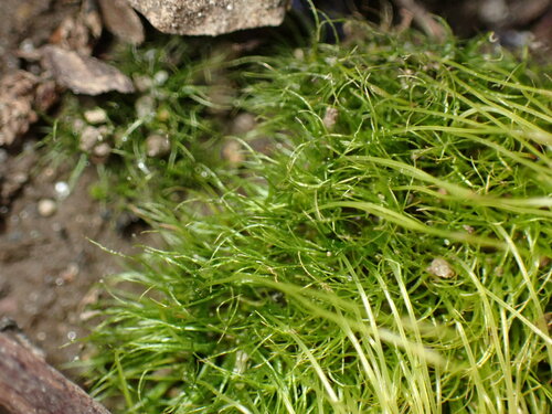 Image of Ditrichum pallidum by (c) W Rao, some rights reserved (CC BY)