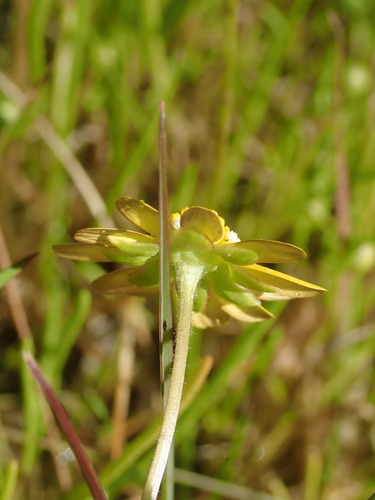 Image of Sonoma Sunshine (Blennosperma bakeri) by (c) Cricket Raspet, some rights reserved (CC BY)