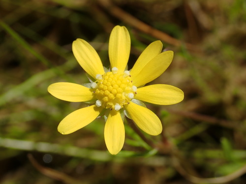 Image of Blennosperma bakeri by (c) Cricket Raspet, some rights reserved (CC BY)