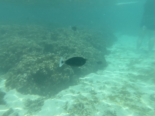 Paletail Unicornfish — seen at this dive site