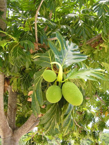 Artocarpus altilis observed 2004-11-04