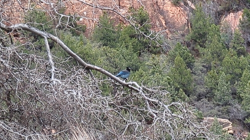 iNaturalist observation 2024-03-17