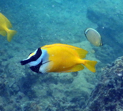 Foxface Rabbitfish photo 2