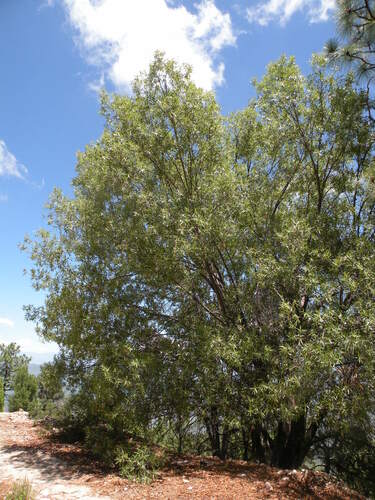 Image of Quercus viminea by (c) M. Socorro González Elizondo, some rights reserved (CC BY-SA)