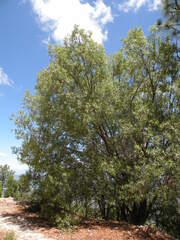 Quercus viminea, photograph (c) M. Socorro González Elizondo, some rights reserved (CC BY-SA)