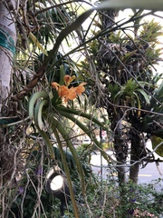 Vanda