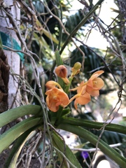 Vanda