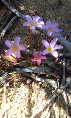 Oxalis polyphylla