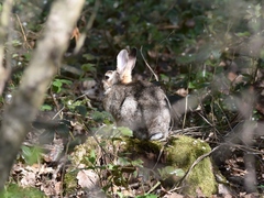Oryctolagus cuniculus