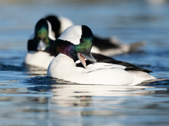 Bufflehead photo 6