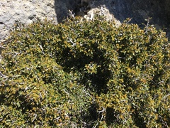 Rhamnus myrtifolia