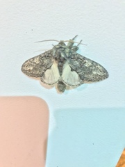 Peridea anceps