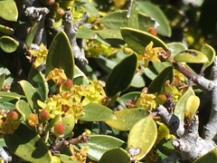 Rhamnus myrtifolia
