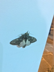 Peridea anceps