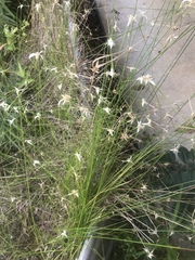 Rhynchospora floridensis