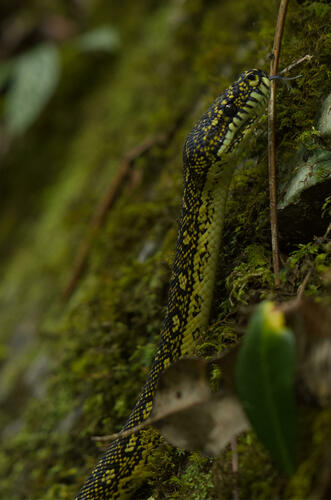 Diamond Python sighting