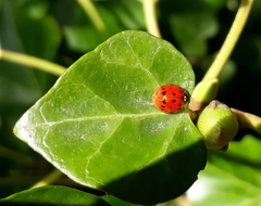 Harmonia axyridis