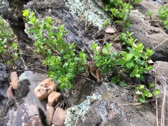 Phyllanthopsis phyllanthoides