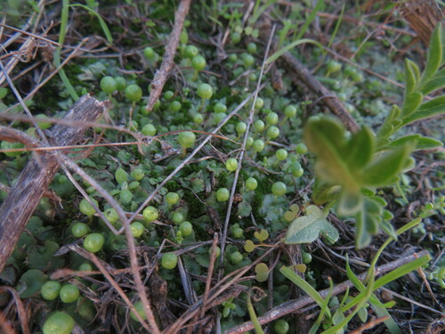 Image of Asterellopsis palmeri by no rights reserved