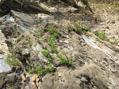 Phyllanthopsis phyllanthoides