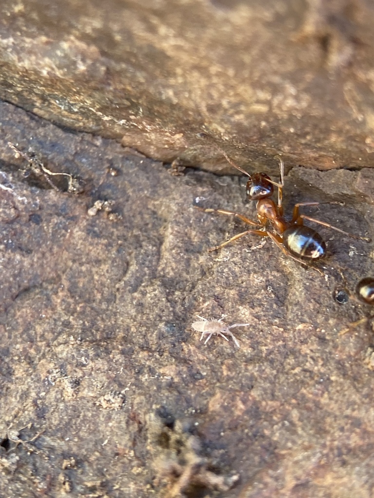 Formica subpolita