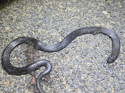 Blue-bellied Black Snake sighting