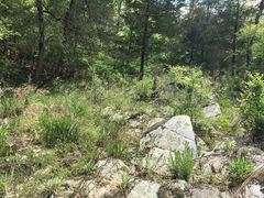 Phyllanthopsis phyllanthoides