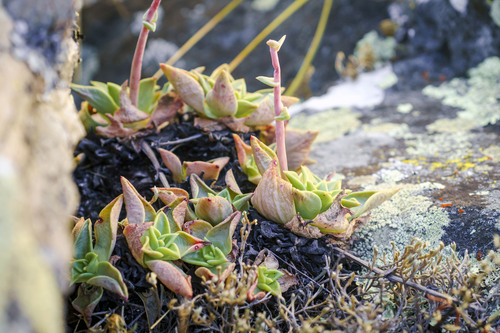 La Laguna Liveforever (Dudleya rigida)