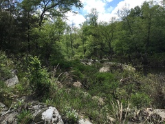 Phyllanthopsis phyllanthoides