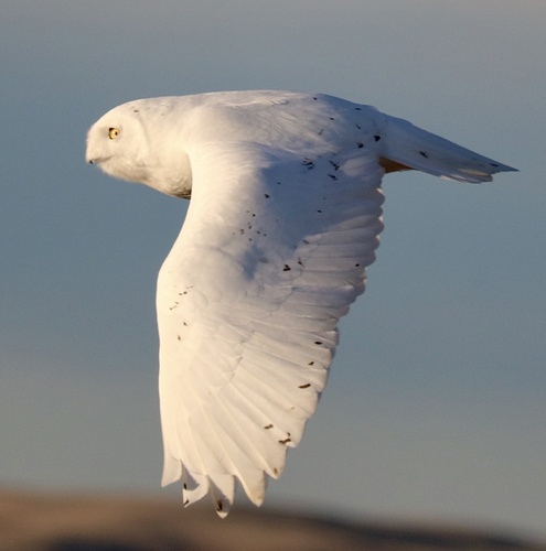Búho nival (Bubo scandiacus)