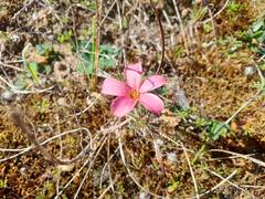 Oxalis hirta