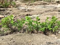 Phyllanthopsis phyllanthoides