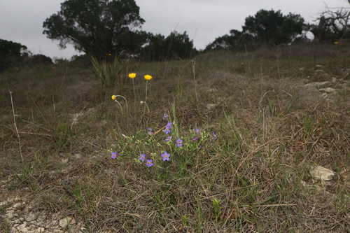 Image of Giliastrum rigidulum by (c) Reid Hardin, some rights reserved (CC BY)