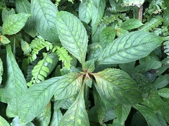 Rhynchotechum discolor