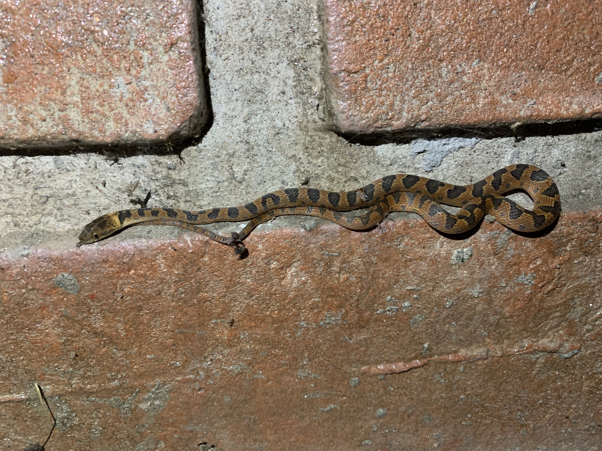 Leptodeira image