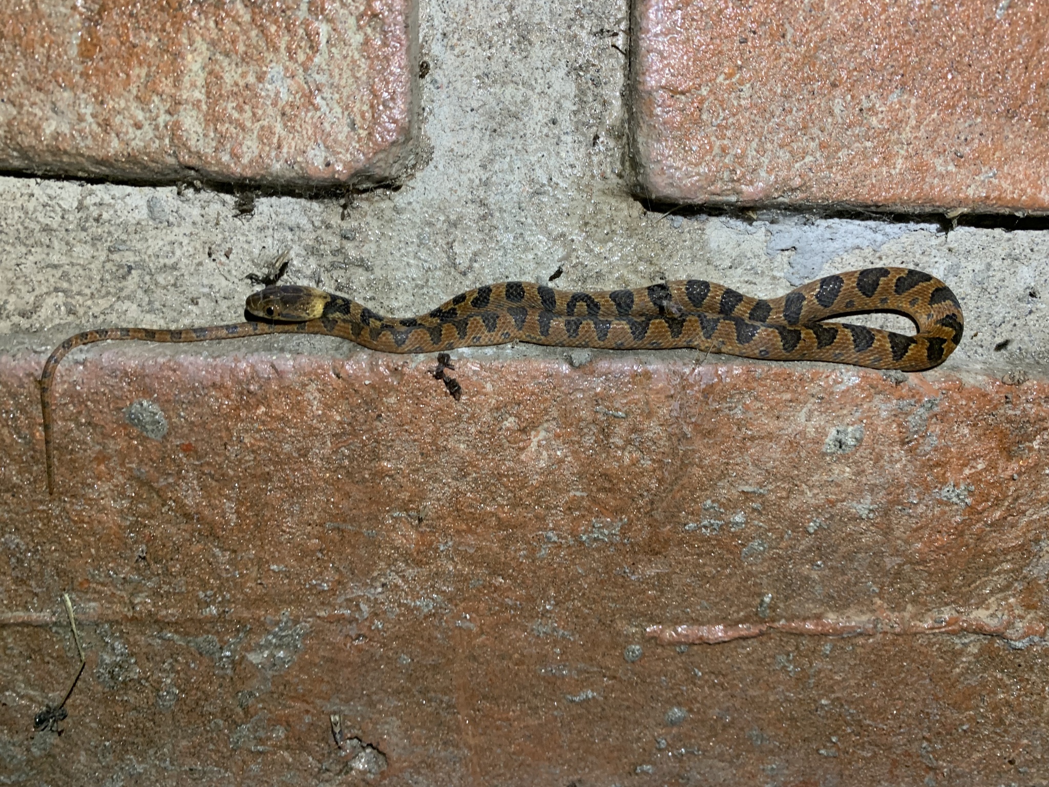 Leptodeira image