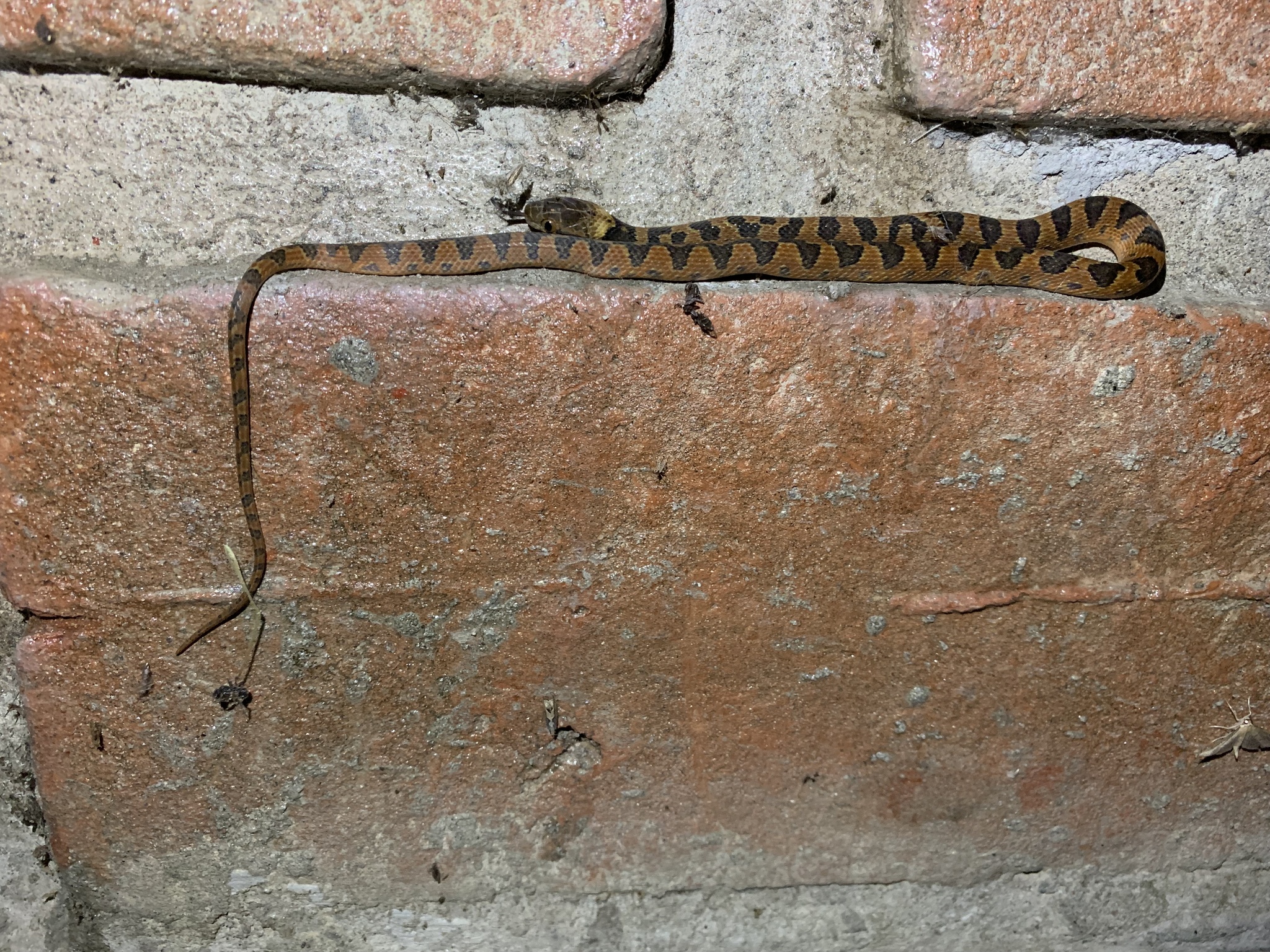 Colubridae image