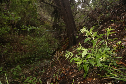 Image of Lithospermum helleri by (c) Reid Hardin, some rights reserved (CC BY)