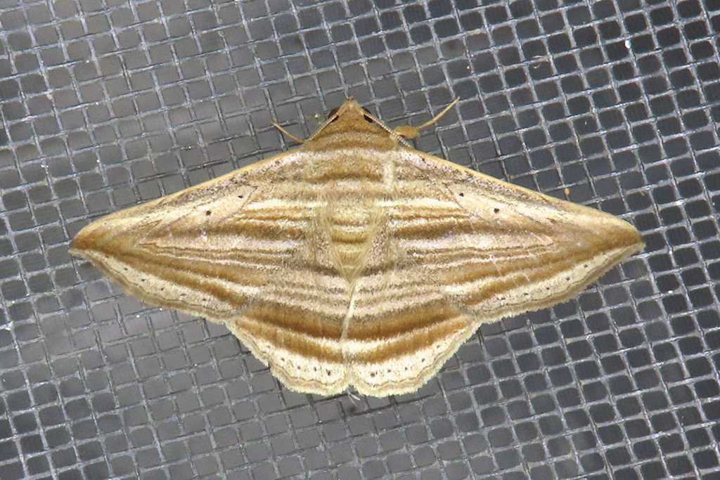 Itomia multilinea
